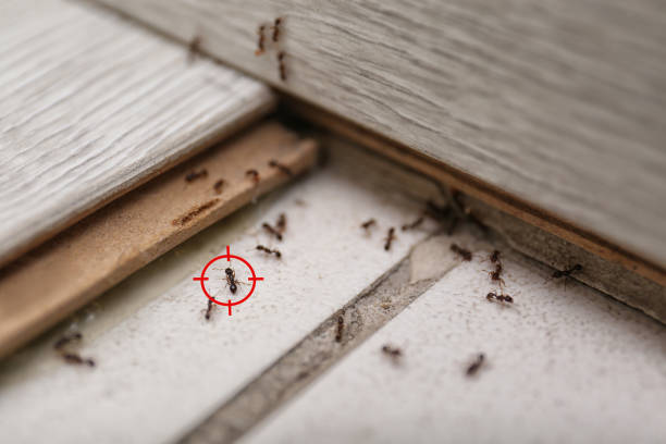 Best Affordable Pest Control Services  in Oakhurst, CA