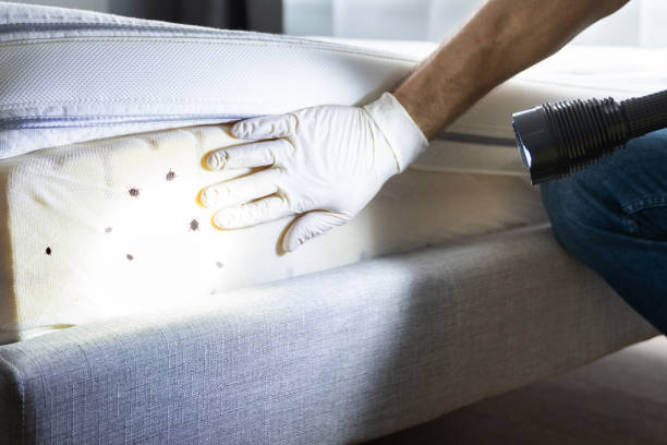 Best Cockroach Control Services  in Oakhurst, CA
