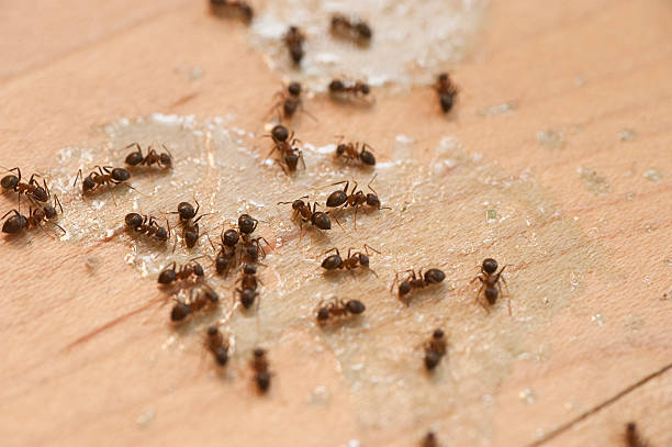 Best Commercial Pest Control Services  in Oakhurst, CA