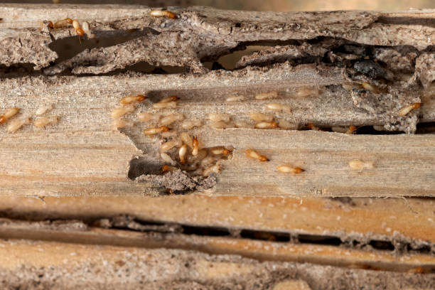 Trusted Oakhurst, CA Pest Control Experts
